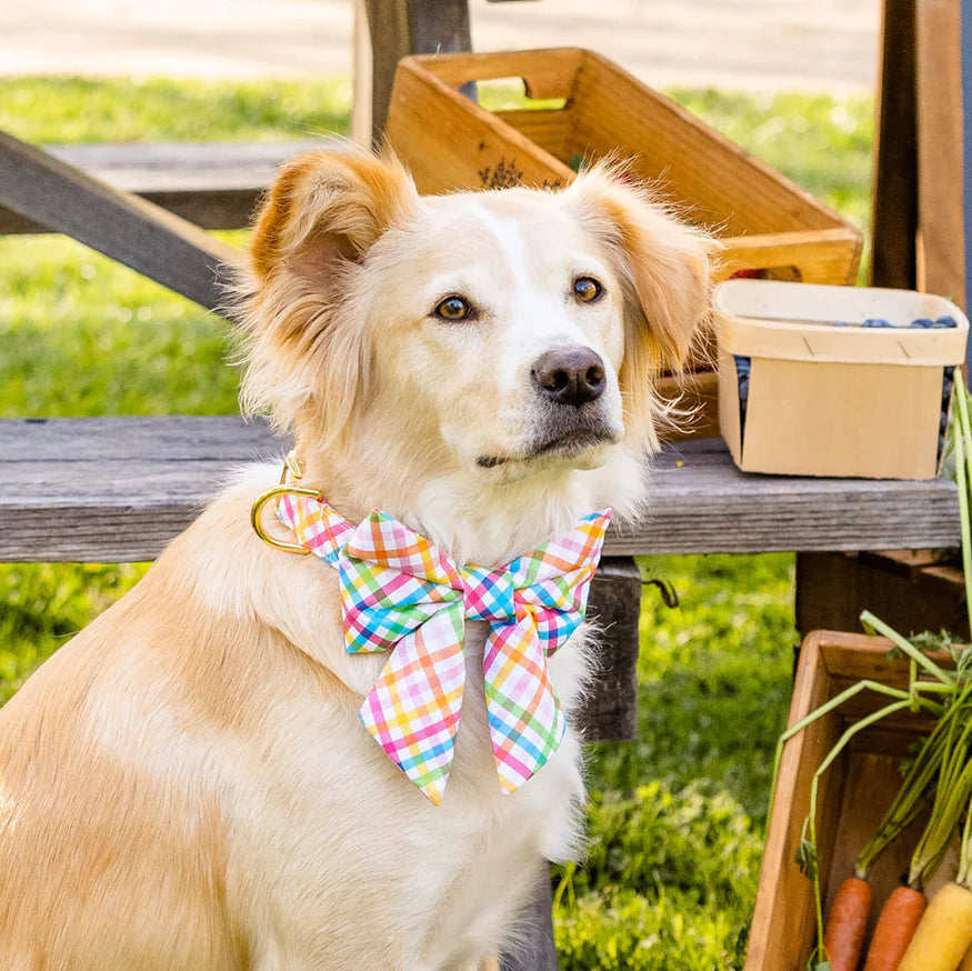 Collare per cane - Quadri colorati